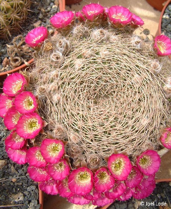 Lobivia oligotricha v. roseiflora ex acanthoplegma v. roseiflora JLcoll.2339